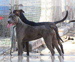 Small #1 Mutt