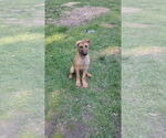 Small #3 German Shepherd Dog Mix