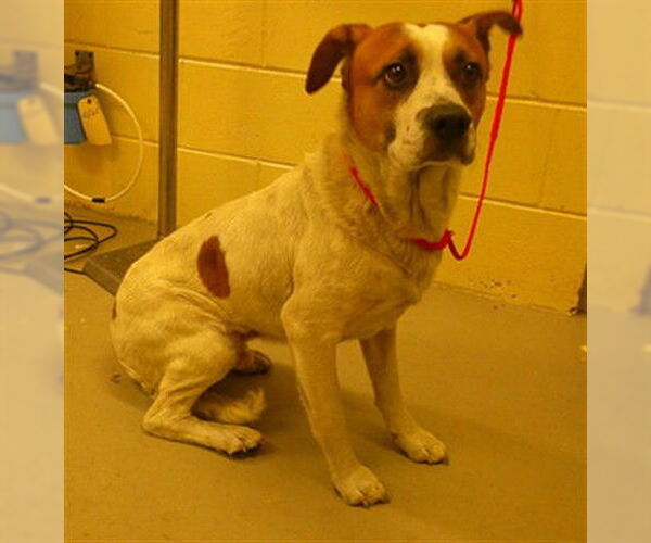 Medium Photo #1 Mutt Puppy For Sale in Sanford, FL, USA