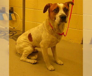 Mutt Dogs for adoption in Sanford, FL, USA