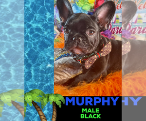 French Bulldog Puppy for sale in HEATHROW, FL, USA