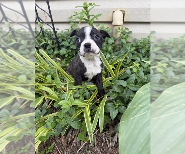 Medium Photo #10 Boston Terrier Puppy For Sale in FREDONIA, KS, USA