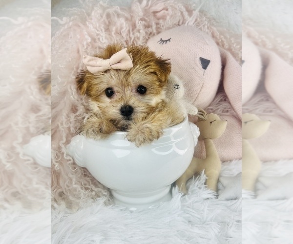 Medium Photo #5 Maltipoo Puppy For Sale in DACULA, GA, USA