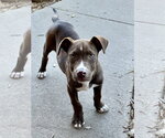 Small #29 Mutt