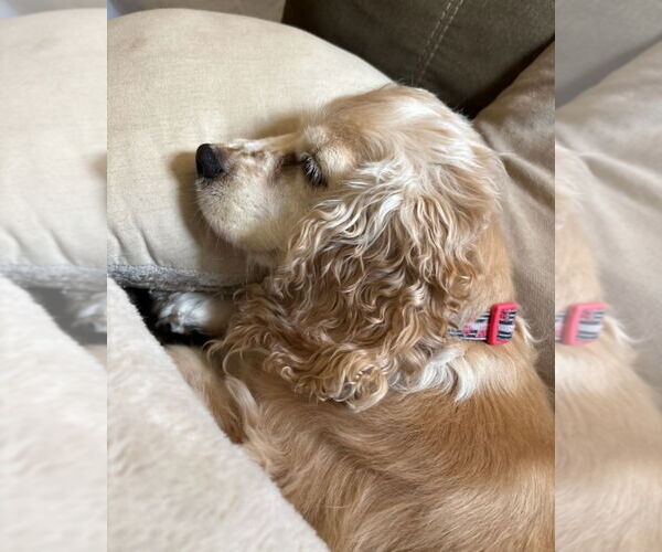 Medium Photo #2 Cocker Spaniel Puppy For Sale in Brights Grove, Ontario, Canada