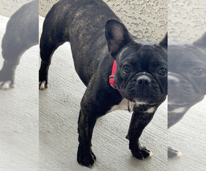 French Bulldog Puppy for sale in HENDERSON, NV, USA