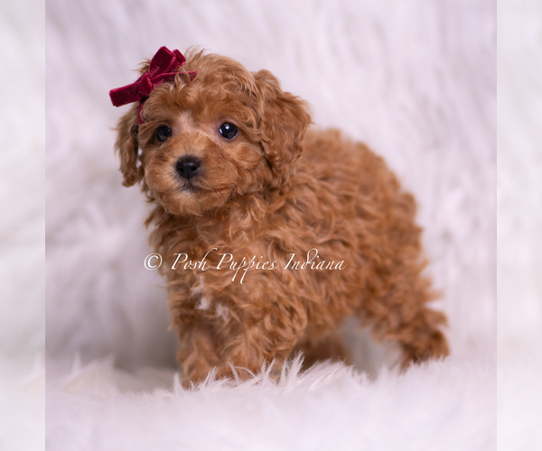 Medium Photo #5 Poodle (Miniature) Puppy For Sale in WARSAW, IN, USA