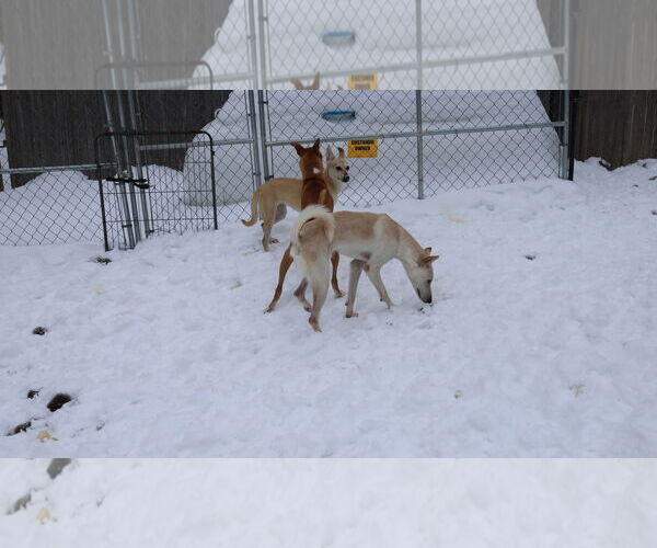 Medium Photo #25 Saluki-Whippet Mix Puppy For Sale in Sebec, ME, USA