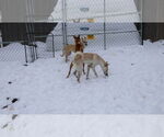 Small #24 Saluki-Whippet Mix