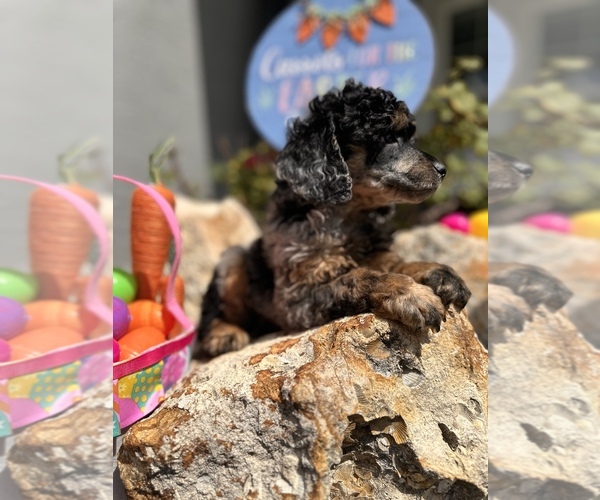 Medium Photo #1 Poodle (Miniature) Puppy For Sale in HERNANDO, FL, USA