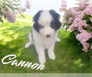 Australian Shepherd Puppy for sale in NOVI, MI, USA