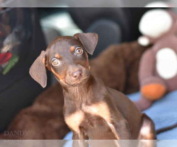 Medium Photo #2 Doberman Pinscher-Unknown Mix Puppy For Sale in Brewster, NY, USA