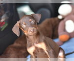 Small #1 Doberman Pinscher Mix