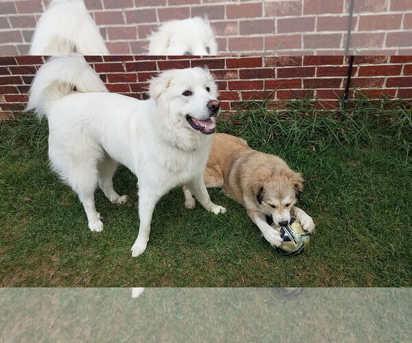 Medium Photo #8 Great Pyrenees Puppy For Sale in Houston, TX, USA
