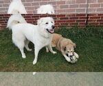 Small #7 Great Pyrenees
