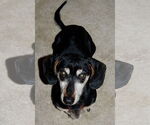 Small #6 Dachshund