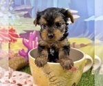 Small #3 Yorkshire Terrier