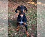 Small #3 Bluetick Coonhound-Doberman Pinscher Mix