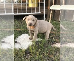 Small Photo #3 Labrador Retriever Puppy For Sale in TAYLOR, TX, USA