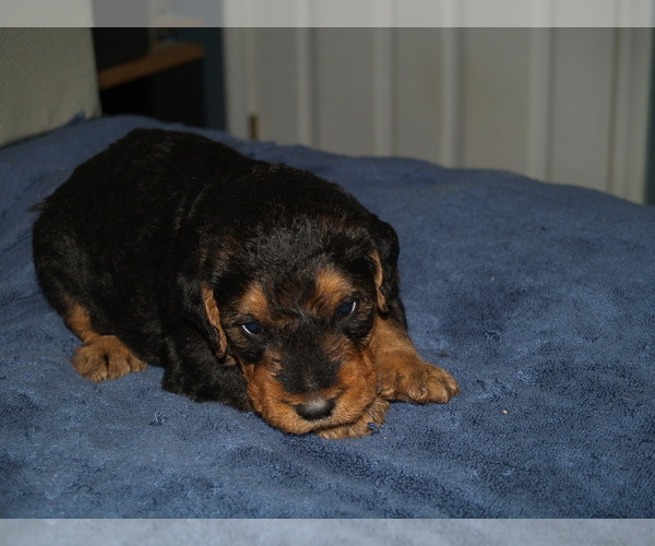 Medium Photo #1 Airedale Terrier Puppy For Sale in CHARLESTOWN, IN, USA