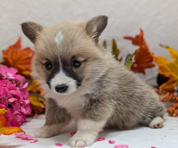 Medium Photo #7 Pembroke Welsh Corgi Puppy For Sale in GOSHEN, IN, USA