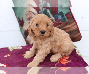 Cavalier King Charles Spaniel-Goldendoodle Mix Puppy for sale in SHILOH, OH, USA