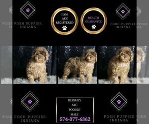 Medium Poodle (Toy)