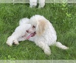 Small Photo #2 Poodle (Toy)-Unknown Mix Puppy For Sale in WOODSTOCK, CT, USA