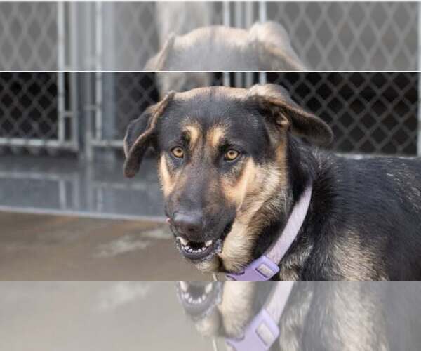 Medium Photo #2 Mutt Puppy For Sale in Minneapolis, MN, USA