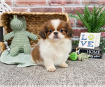 Small #3 Shih Tzu