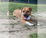 Small #3 American Pit Bull Terrier-Rhodesian Ridgeback Mix