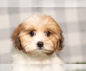 ShihPoo Puppy for sale in MARIETTA, GA, USA