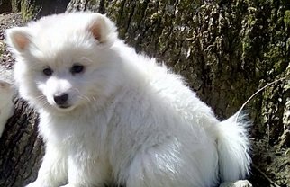 American Eskimo Dog Puppy for sale in OAK RIDGE, TN, USA