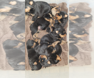 Rottweiler Puppy for sale in ANTIOCH, IL, USA