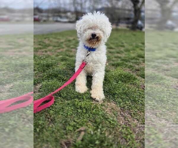 Medium Photo #1 Poodle (Miniature)-Unknown Mix Puppy For Sale in Elmsford, NY, USA