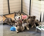 Small #4 Alaskan Malamute