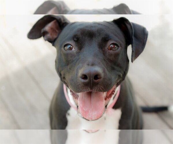 Medium Photo #7 Bulldog-Labrador Retriever Mix Puppy For Sale in Sanford, FL, USA