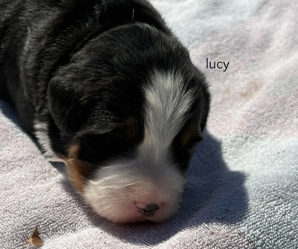 Medium Photo #4 Bernese Mountain Dog Puppy For Sale in NORWOOD, MO, USA