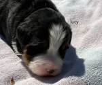 Small #3 Bernese Mountain Dog