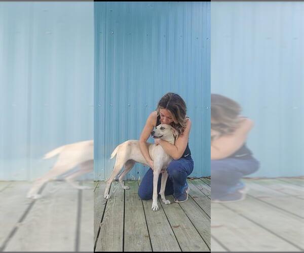 Medium Photo #20 Labrador Retriever-Unknown Mix Puppy For Sale in Murfreesboro, NC, USA