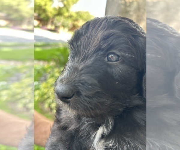 Medium Photo #47 Aussiedoodle Puppy For Sale in LONGWOOD, FL, USA