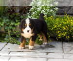 Small #2 Bernese Mountain Dog