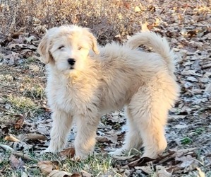 Goldendoodle Puppy for sale in TROY, MO, USA