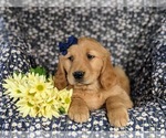 Small #3 Golden Retriever