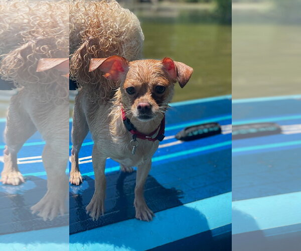 Medium Photo #3 Chihuahua Puppy For Sale in Techny, IL, USA