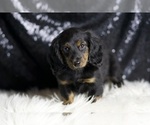 Small #3 Dachshund