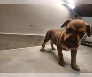 American Pit Bull Terrier Dogs for adoption in Baytown, TX, USA