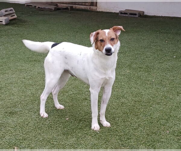 Medium Photo #2 American Foxhound-Unknown Mix Puppy For Sale in Rockaway, NJ, USA