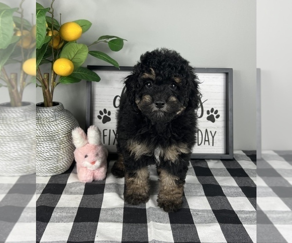 Medium Photo #1 Bernedoodle (Miniature) Puppy For Sale in FRANKLIN, IN, USA