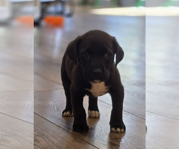Medium Photo #5 Labrador Retriever-Unknown Mix Puppy For Sale in The Woodlands, TX, USA